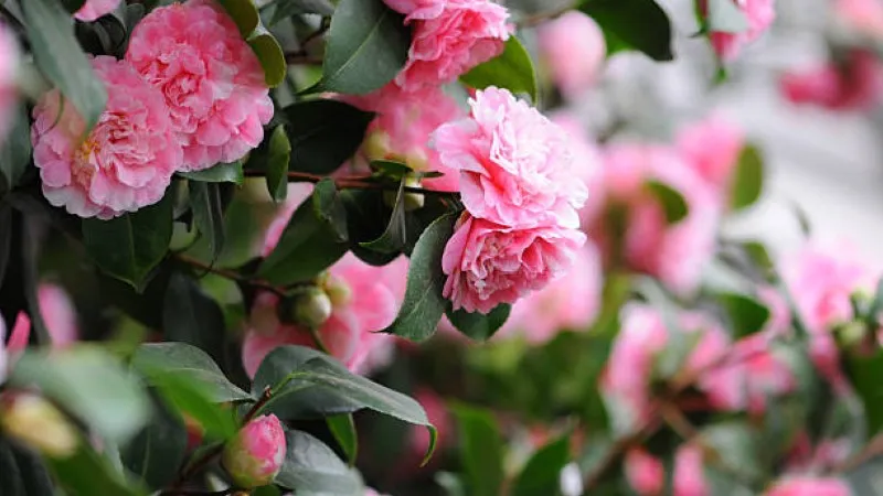 Pink camellia flowers blooming on a leafy branch
