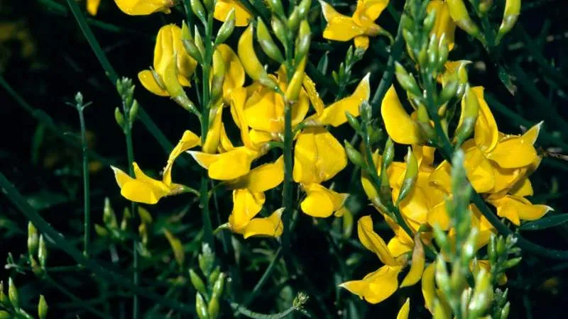 Blooming Branch Spanish Broom flower displaying blossoms.