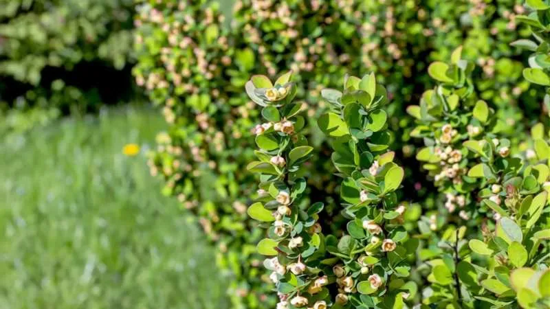 Branch growing Barberry flower along natural shrub stems.