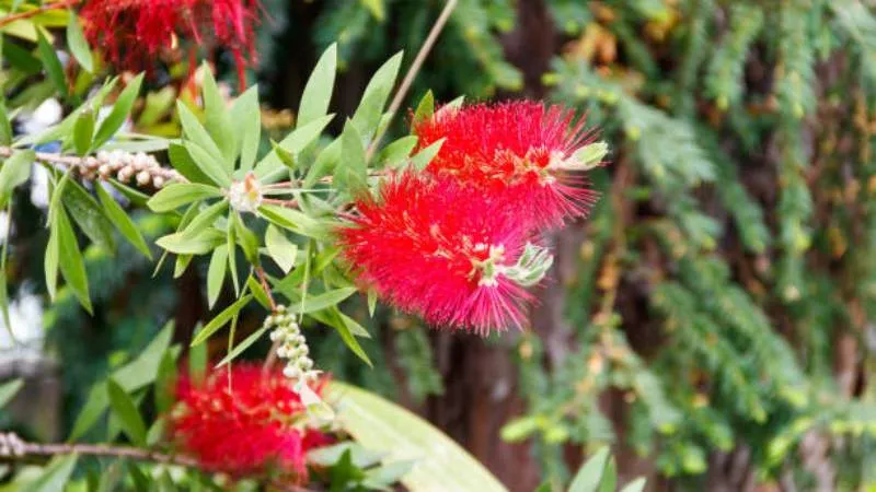 Woody Branches Bottle Brush flower growing naturally.