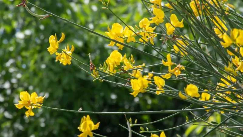 Branching Growth Spanish Broom flower surrounded by stems.