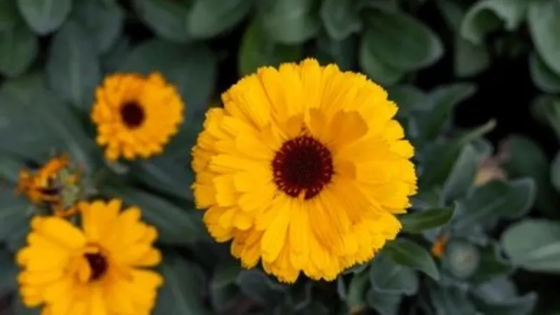 Yellow Red Calendula flower with a dark red center in bloom.