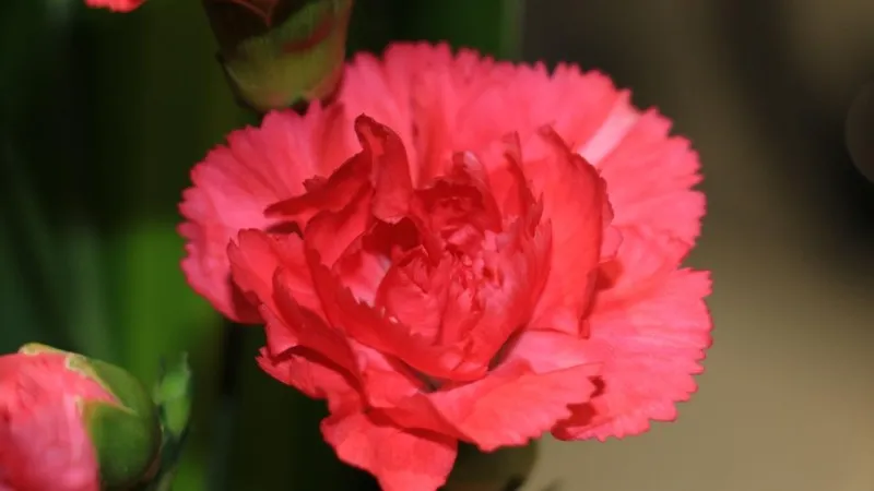 Bright pink fringed Carnation flower with a bud and green leaves in a garden setting.
