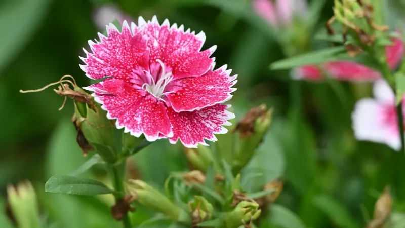 Single hot-pink Clove Pink flower with white-tipped fringed petals and green buds on slender stems.