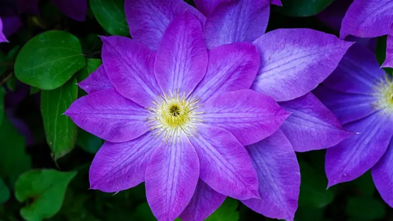 Large bright purple Clematis flower with a vivid yellow center against green leaves.