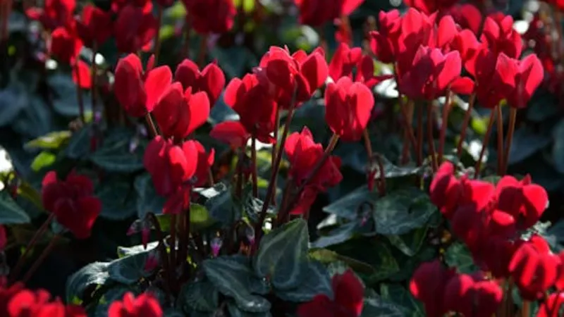 Garden bed filled with bright red Cyclamen flower blooms and dark green foliage.