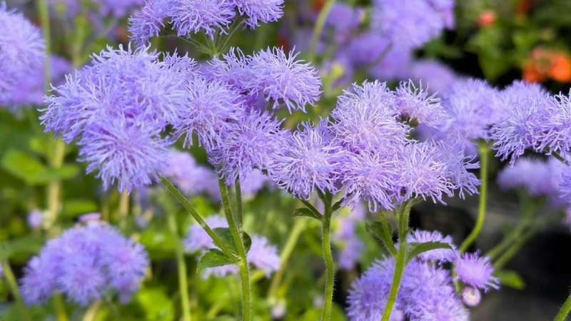Natural light ageratum flowers blooming outdoors with bee visiting blossoms
