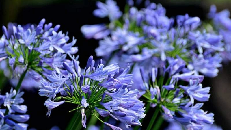 Bright sunny agapanthus flower clusters growing in landscaped garden