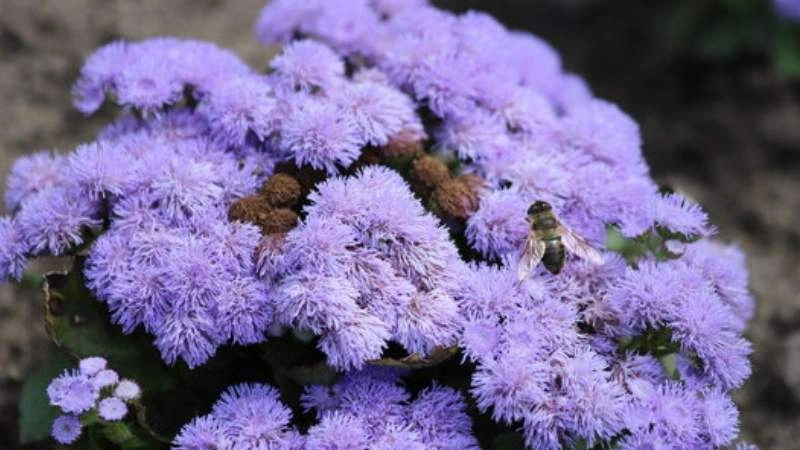 Detailed garden ageratum flowers cluster fluffy blooms nectar