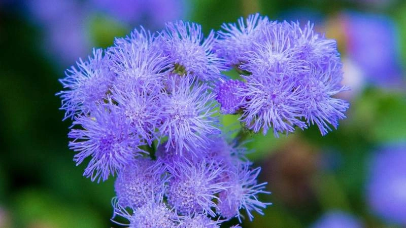 Detailed garden ageratum flowers cluster fluffy blooms nectar