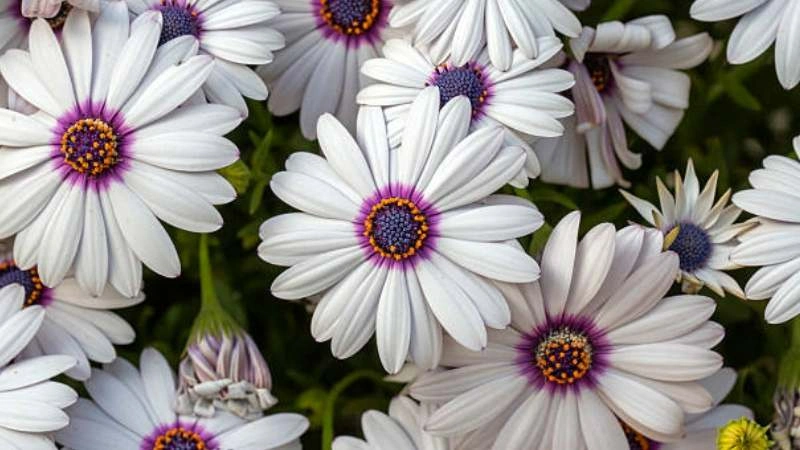 Blooming White African Daisy flowers with purple centers in a garden.