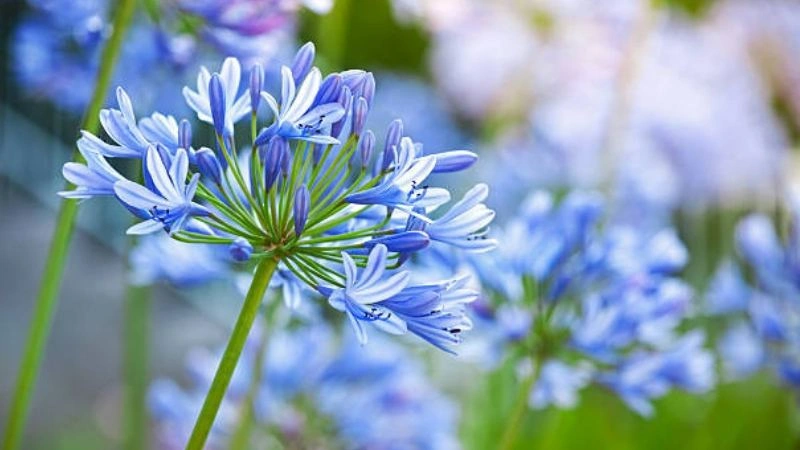 Blooming Beautiful Agapanthus flowers with clusters of trumpet-shaped blossoms.