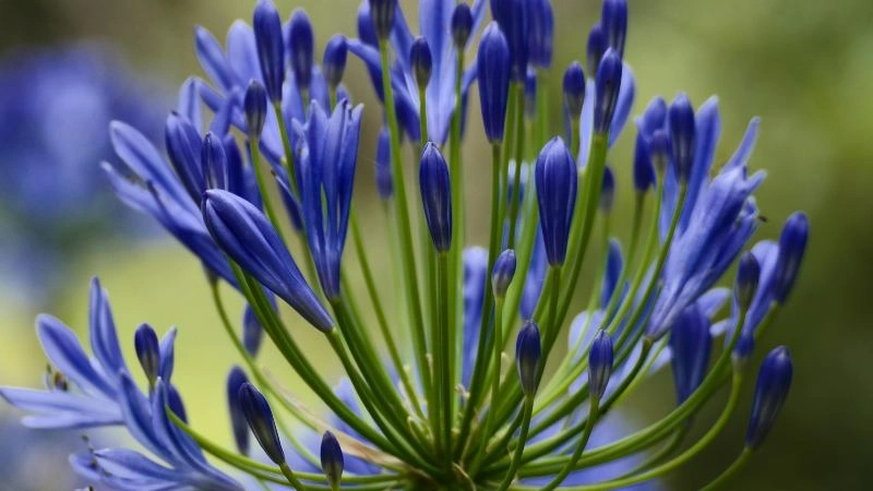 Beautiful garden agapanthus flowers blooming in a landscaped area