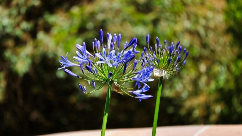 Close-up of Agapanthus flower clusters in bloom.