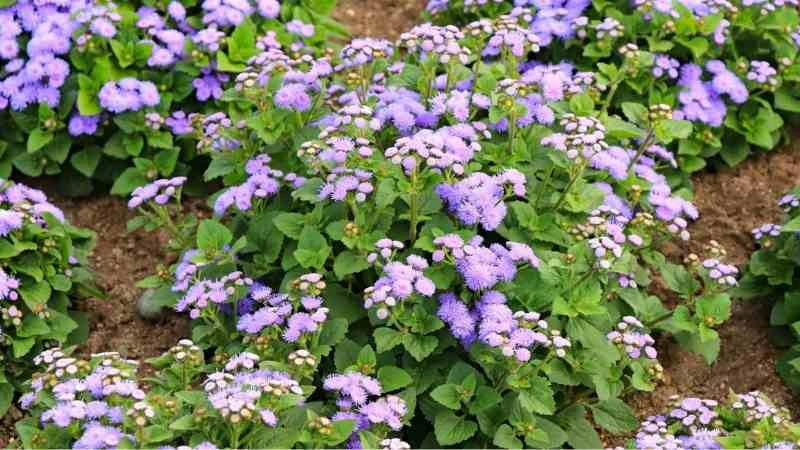 Soft natural ageratum flowers garden bed blooming clusters