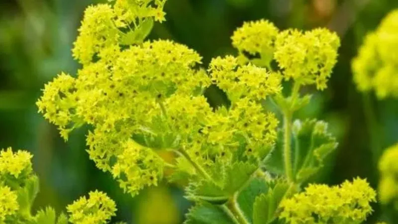 Alchemilla mollis flowering in an outdoor garden