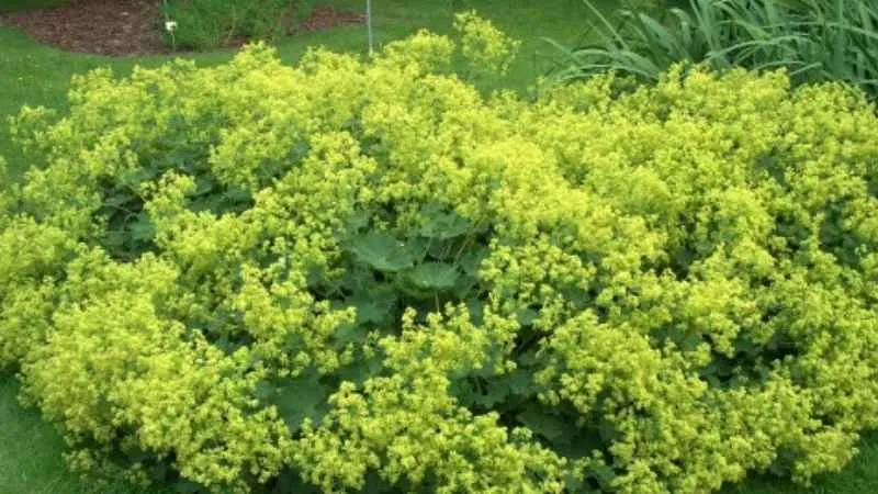Alchemilla mollis flowers growing in a garden border