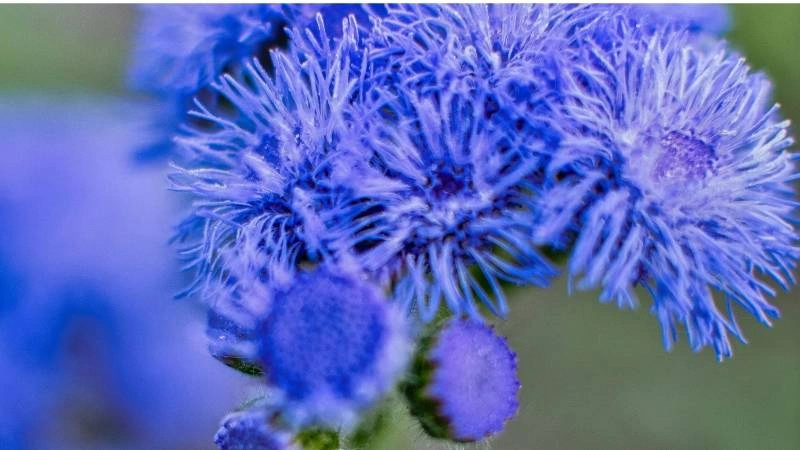 Bright garden ageratum flowers blooming outdoors