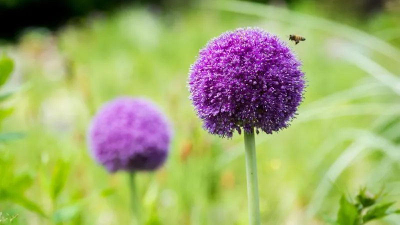 Fresh mature allium flower head with spherical bloom