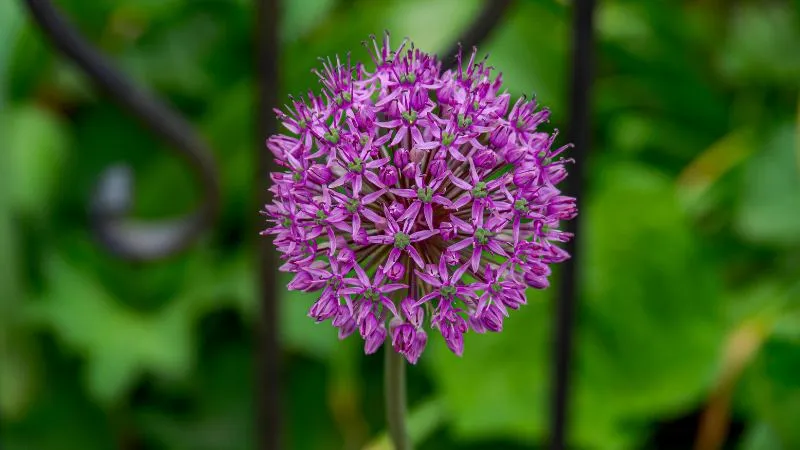 Soft garden allium flowers growing in garden bed