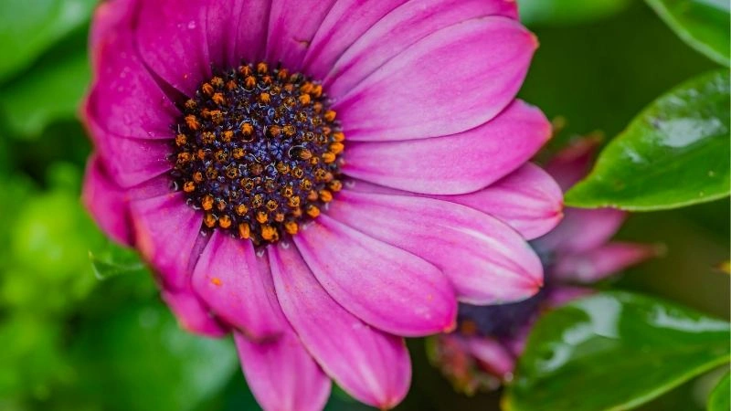 Close-up of African Daisy pink flower with a dark center and vibrant petals.