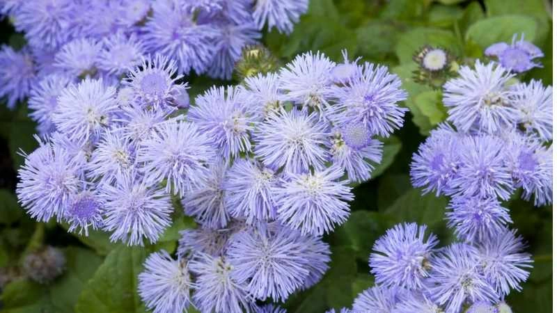 Soft natural ageratum flowers garden bed blooming clusters
