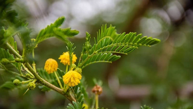 Acacia tree acacia flower blooming on tree branches naturally