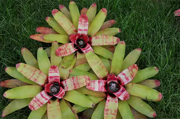 Bromeliads