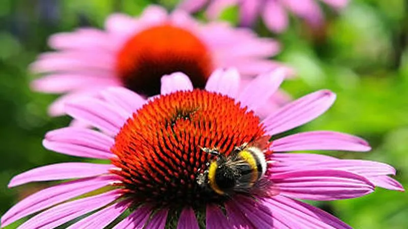 A bumblebee feeding on a vivid red-orange Echinacea flower cone with pink petals against a green background.