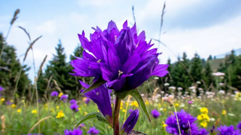 Fuzzy bumblebee gathering pollen on a purple campanula flower