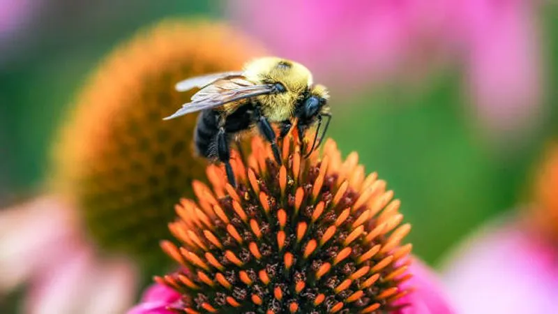 Bumblebee feeding on a pink Echinacea flower cone in a vibrant wildflower garden.