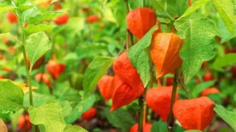 Cluster of bright orange Chinese Lantern flower pods with vivid green leaves against a grey wall background.