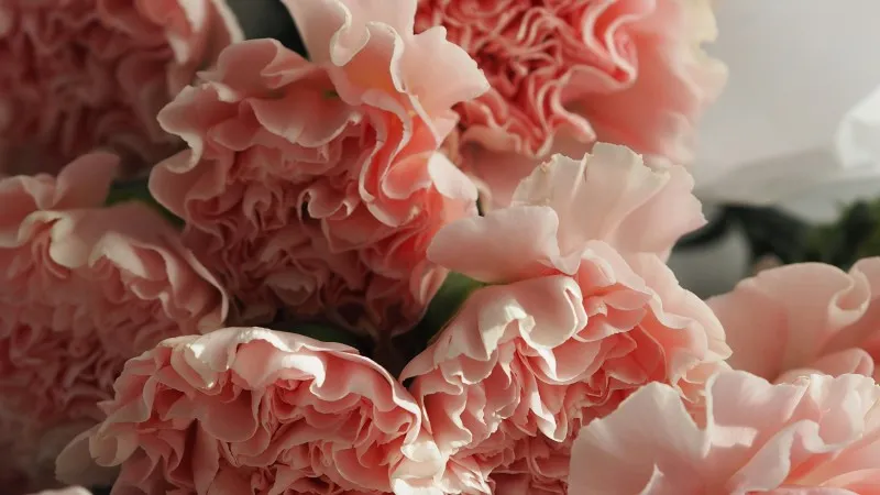 Close-up of multiple pale pink Carnation flower blooms bunched together in a floral arrangement.