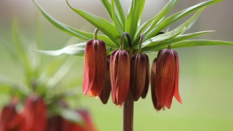 Close-up of reddish-bronze Crown Imperial flower bells hanging beneath green leaves.