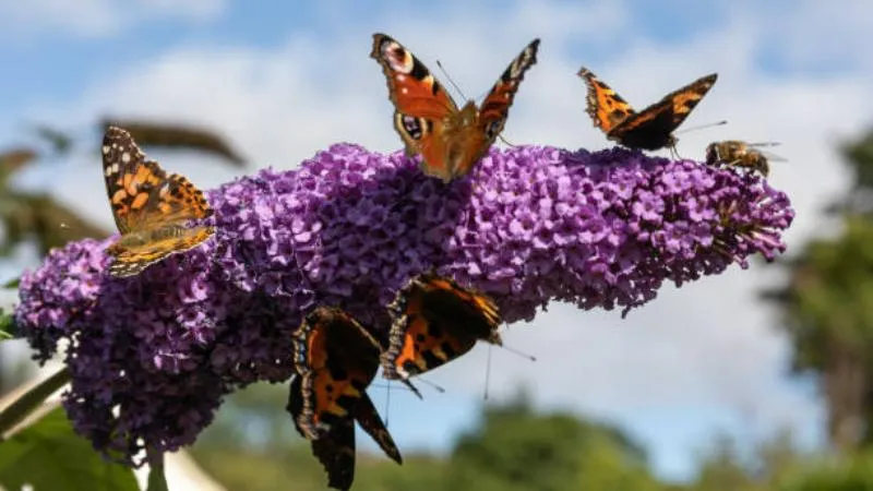 butterflies feeding Butterfly Bush flower cluster together.