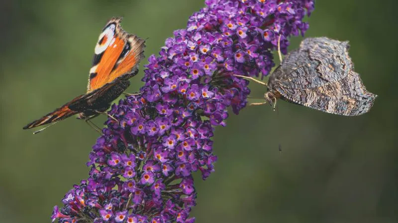Butterflies perched Butterfly Bush flower spike during daylight.