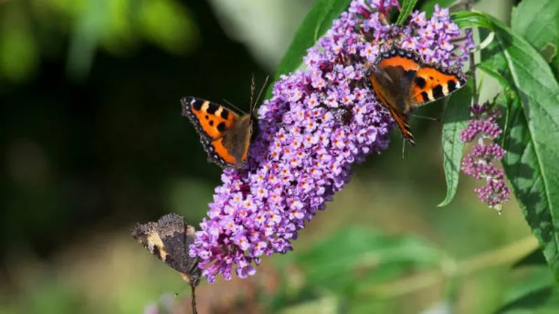 Butterflies collecting Butterfly Bush flower nectar from blooms.