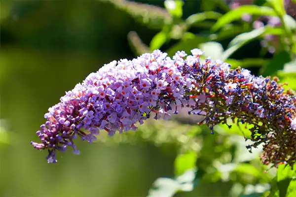 Butterfly bush
