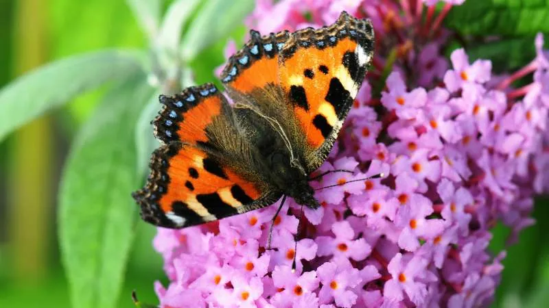 tortoiseshell resting Butterfly Bush flower blossoms.