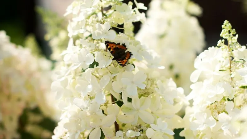 Butterfly resting on white oakleaf hydrangea flowers