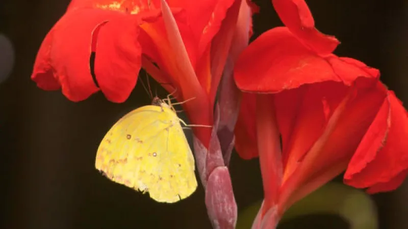 Yellow butterfly resting on a red canna lily flower
