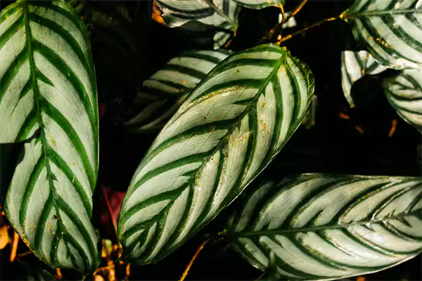 Calathea