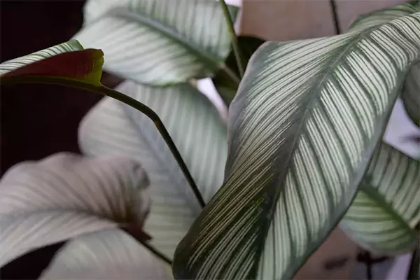 Calathea