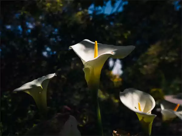 Calla lilies