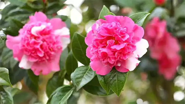 Camellia