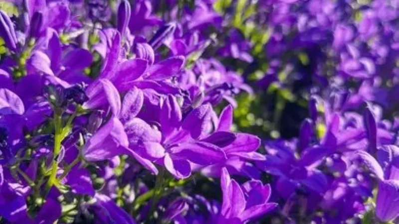 Cluster of unopened deep purple campanula flower buds with green foliage