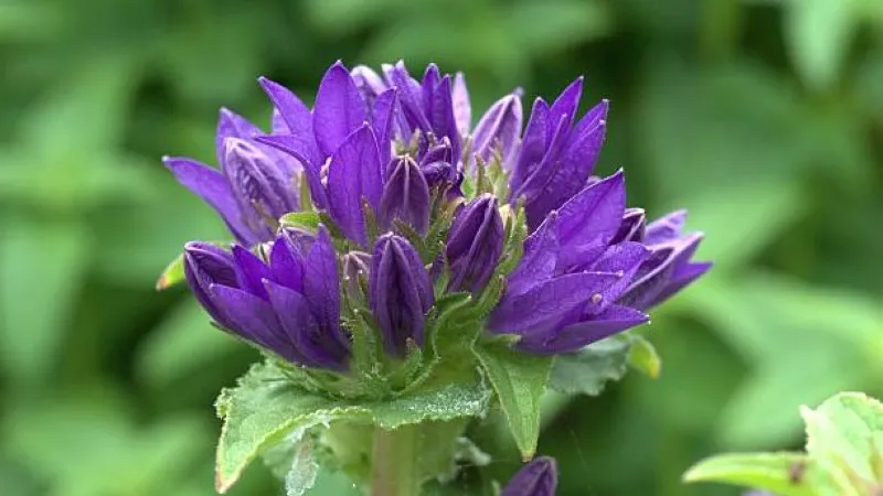 Purple campanula flower cluster backlit by a bright cloudy sky