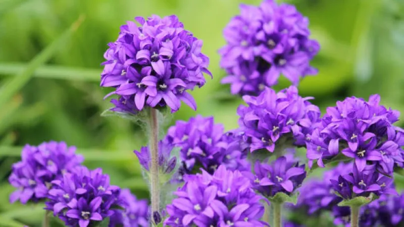 Multiple campanula flower clusters blooming in a sunny garden