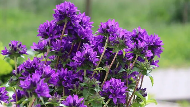 Large purple campanula flower shrub beside a water fountain and pink roses
