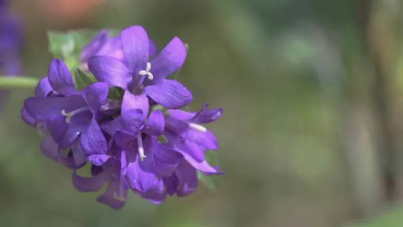 Single globe-shaped cluster of purple campanula flowers with green leaves